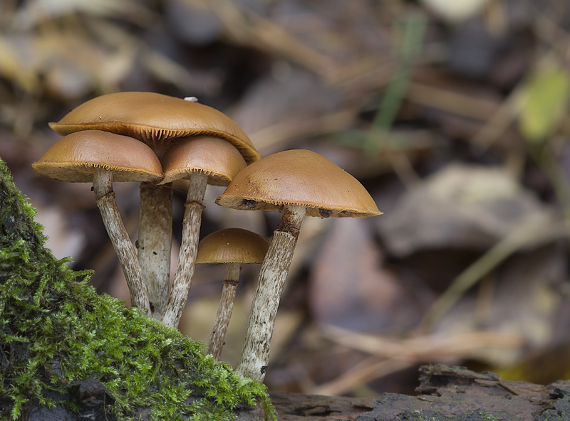 Galerina marginata